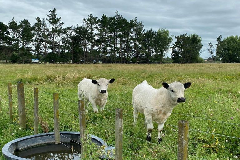 Photo of property in 156 Kawakawa Road, Feilding, 4775