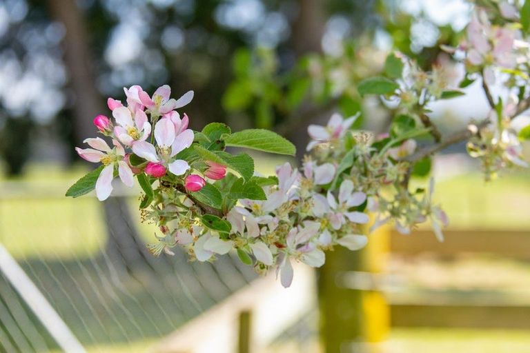 Photo of property in 49 Budd Road, Upper Plain, Masterton, 5888