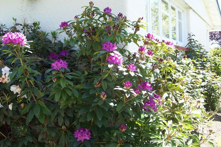 Photo of property in 7 Frayne Street, Fairlie, 7925