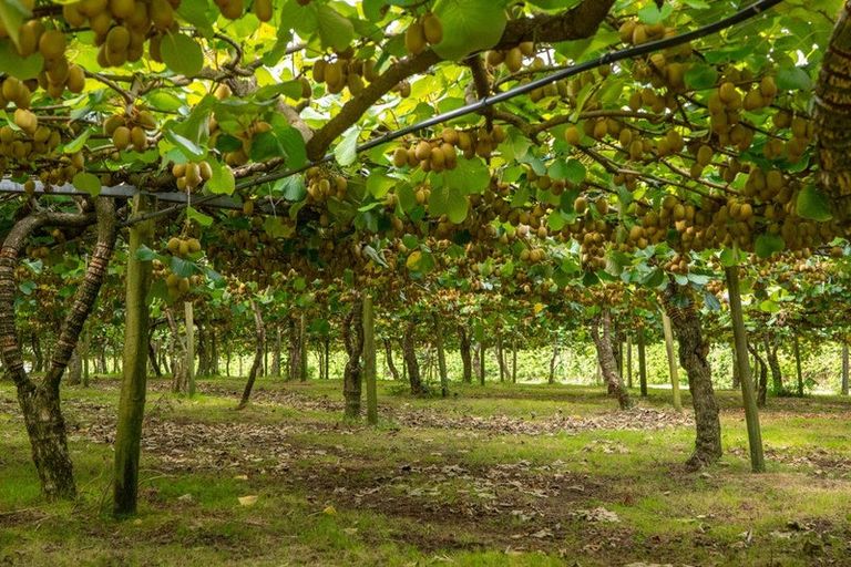 Photo of property in 116 Tuapiro Road, Tahawai, Katikati, 3170