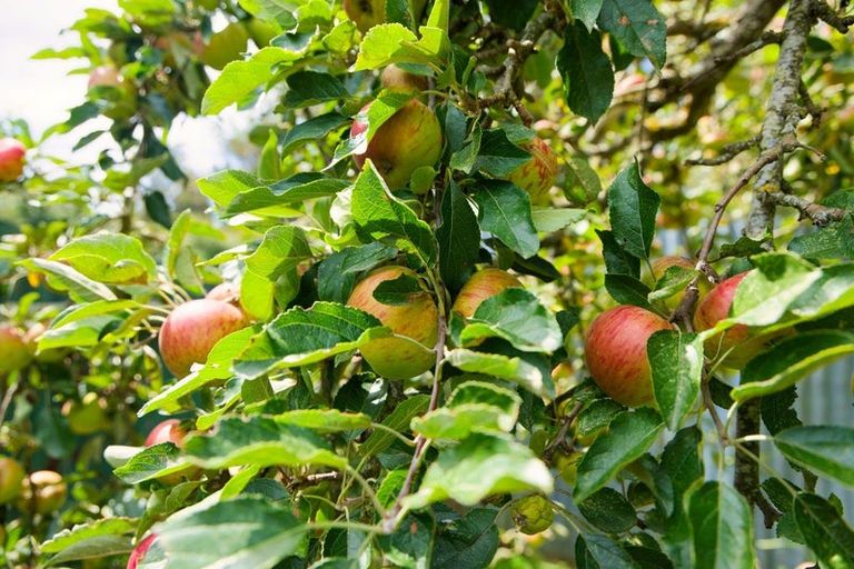 Photo of property in 1235 Parnassus Road, Ferniehurst, Cheviot, 7384