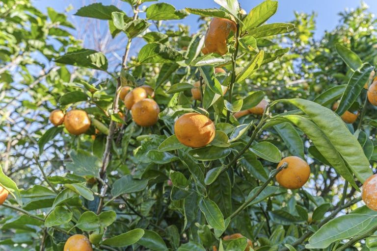 Photo of property in 26 Meade Place, Bell Block, New Plymouth, 4312