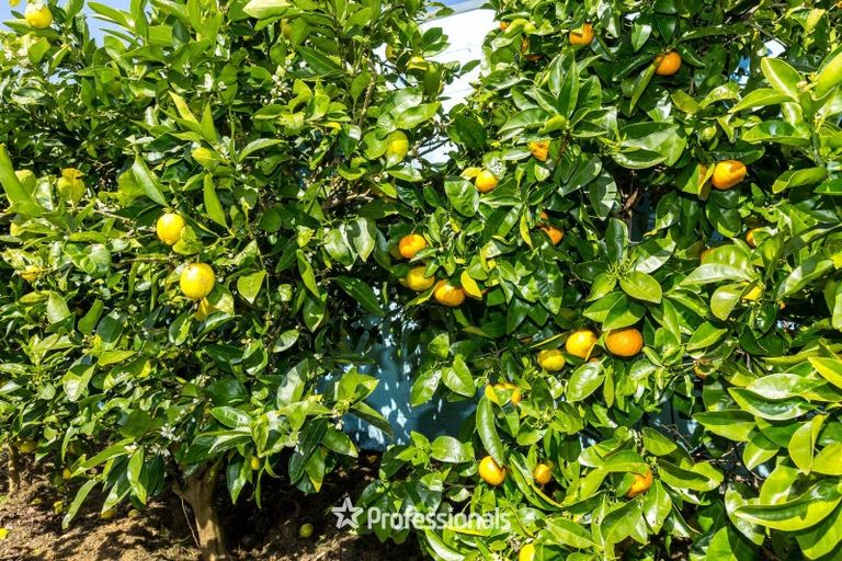 Photo of property in 35 Tacoma Drive, Totara Park, Upper Hutt, 5018