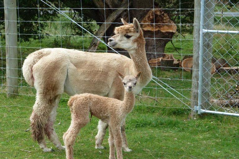 Photo of property in 18 Nixons Road, Fairlie, 7987