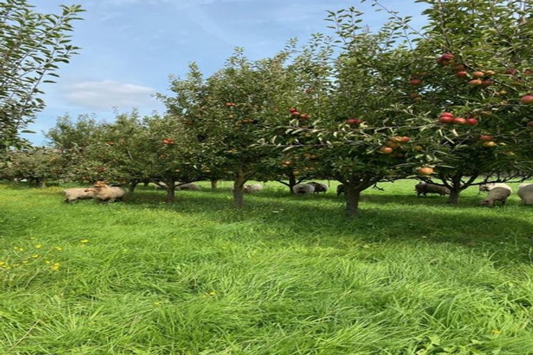 Photo of property in 80 Carters Terrace, Tinwald, Ashburton, 7700