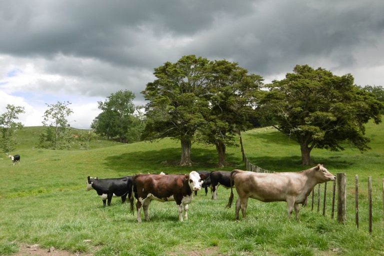Photo of property in 170 Pigs Head Road, Whakapara, Hikurangi, 0184