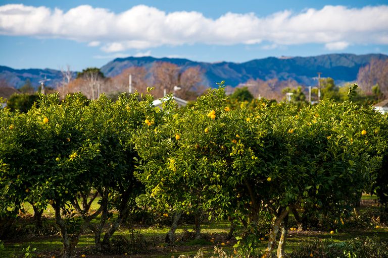 Photo of property in 55c Whakato Road, Manutuke, 4072