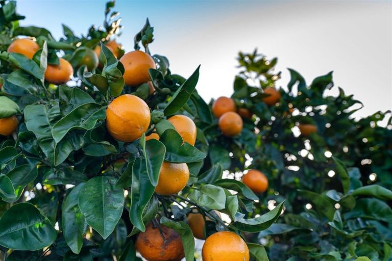 Photo of property in 61a Callender Terrace, Paraparaumu Beach, Paraparaumu, 5032