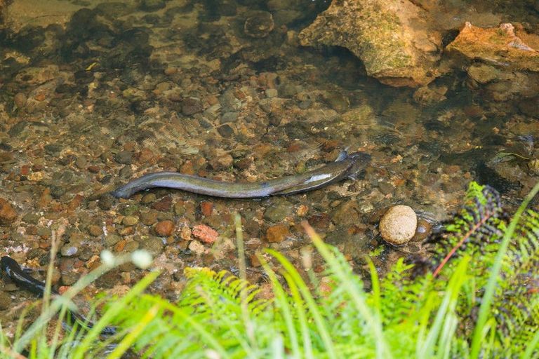 Photo of property in 174d Lund Road, Aongatete, Katikati, 3178