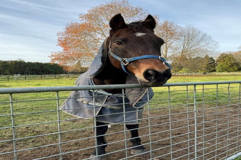 Photo of property in 87b Fuchsia Lane, Tamahere, Hamilton, 3284