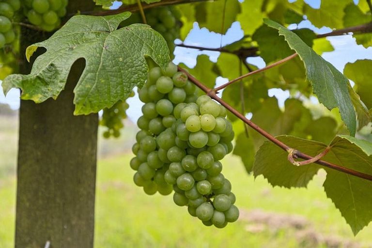 Photo of property in 126 Travers Road, Te Kauwhata, 3782