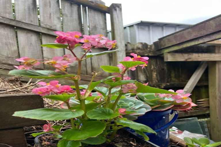 Photo of property in 34 Vinewood Drive, Albany, Auckland, 0632