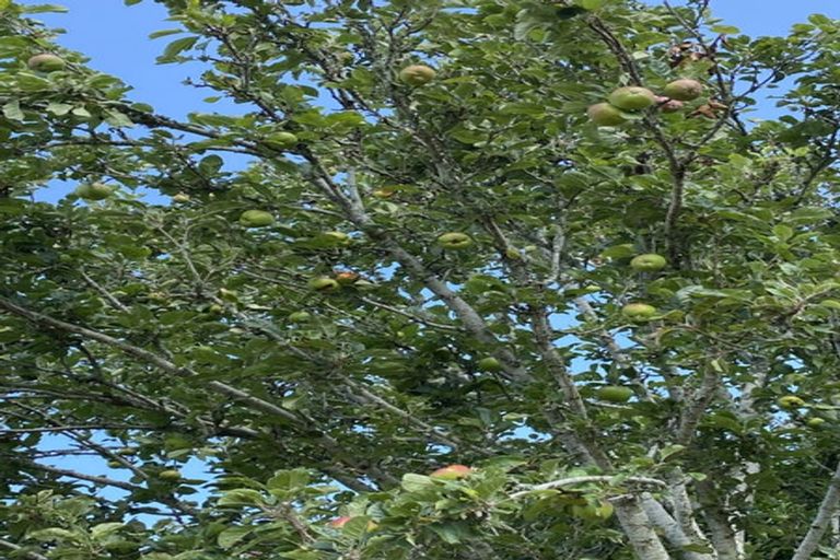 Photo of property in 102 Kennedy Road, Waikino, Waihi, 3682