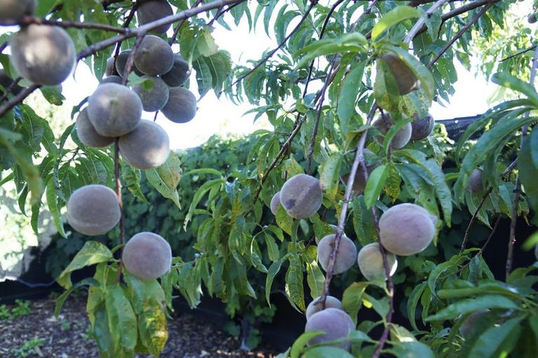 Photo of property in 15 Ormandy Court, Amberley, 7410