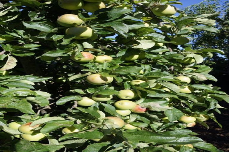 Photo of property in 15 Ormandy Court, Amberley, 7410