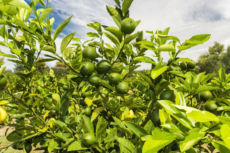 Photo of property in 566 Wharerata Road, Patutahi, Gisborne, 4072