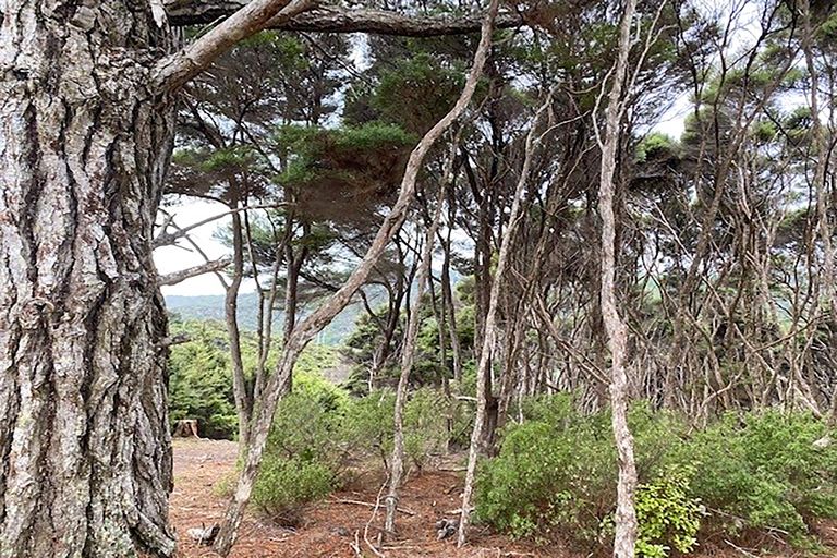 Photo of property in 19 Woods Ridge Road, Kawau Island, 0920