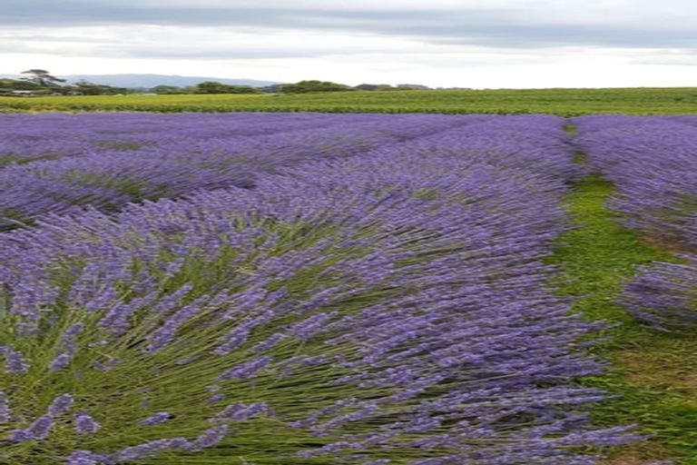 Photo of property in 169 Brotherhood Road, Kihikihi, Te Awamutu, 3875