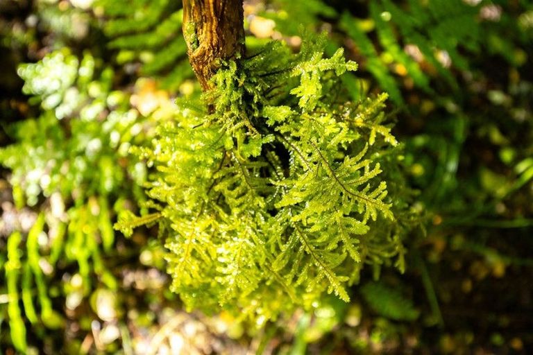 Photo of property in 288 Matiri Valley Road, Matiri, Murchison, 7077