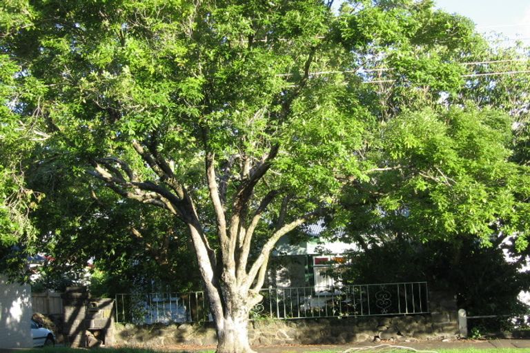 Photo of property in 49 Asquith Avenue, Mount Albert, Auckland, 1025