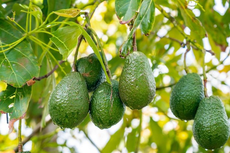 Photo of property in 8 Kauri Street, Dargaville, 0310