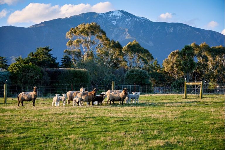 Photo of property in 399a Inland Kaikoura Road, Inland Road, Kaikoura, 7373