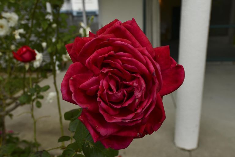 Photo of property in 131a Darraghs Road, Brookfield, Tauranga, 3110