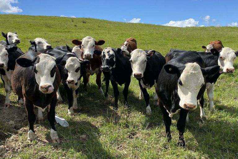 Photo of property in 567 Wharehine Road, Wharehine, Wellsford, 0973