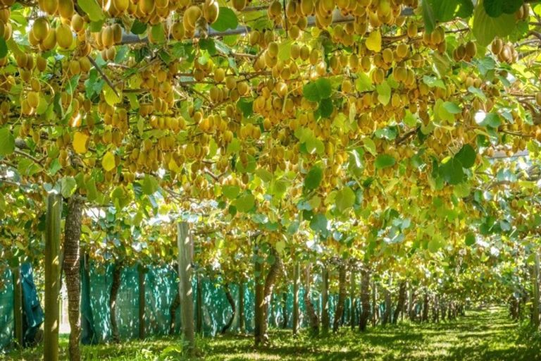 Photo of property in 359 Matahui Road, Aongatete, Katikati, 3181