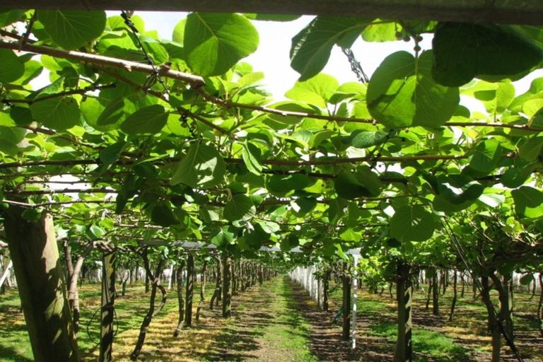 Photo of property in 1082 Te Matai Road, Te Ranga, Te Puke, 3188