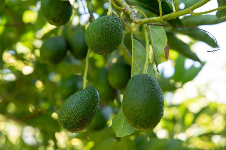 Photo of property in 353 Lockington Road, Aongatete, Katikati, 3181