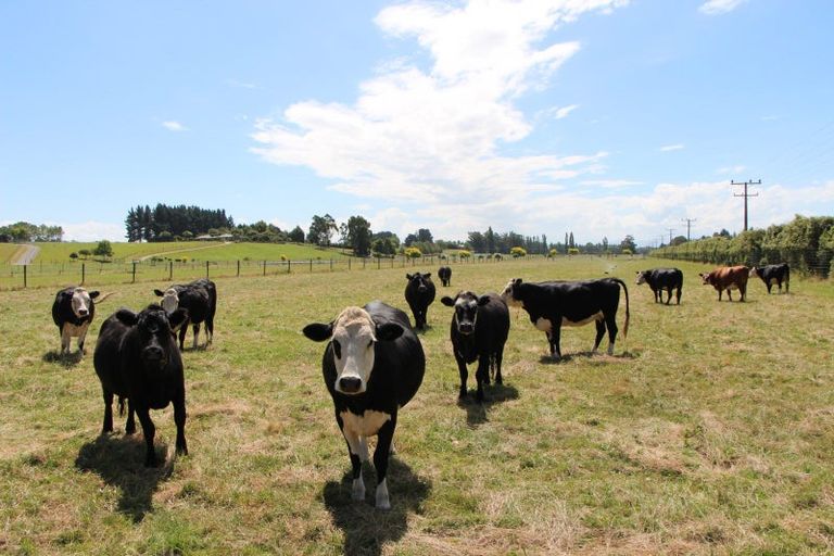 Photo of property in 587 Pleasant Point Highway, Levels, Timaru, 7975