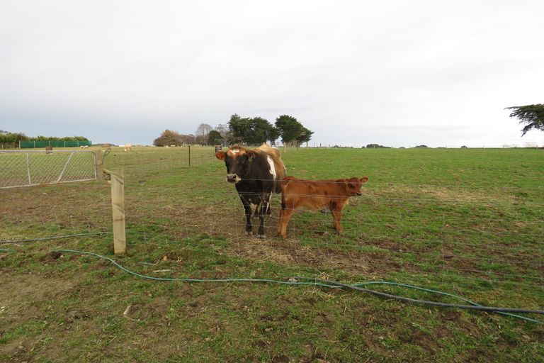 Photo of property in 251 Drysdale Road, Myross Bush, Invercargill, 9872