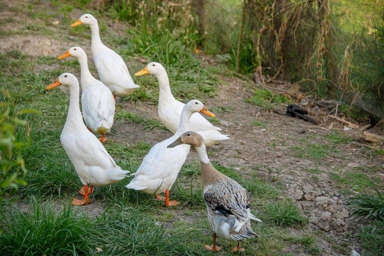 Photo of property in 69a Pipitiwai Drive, Helensville, Kaukapakapa, 0871