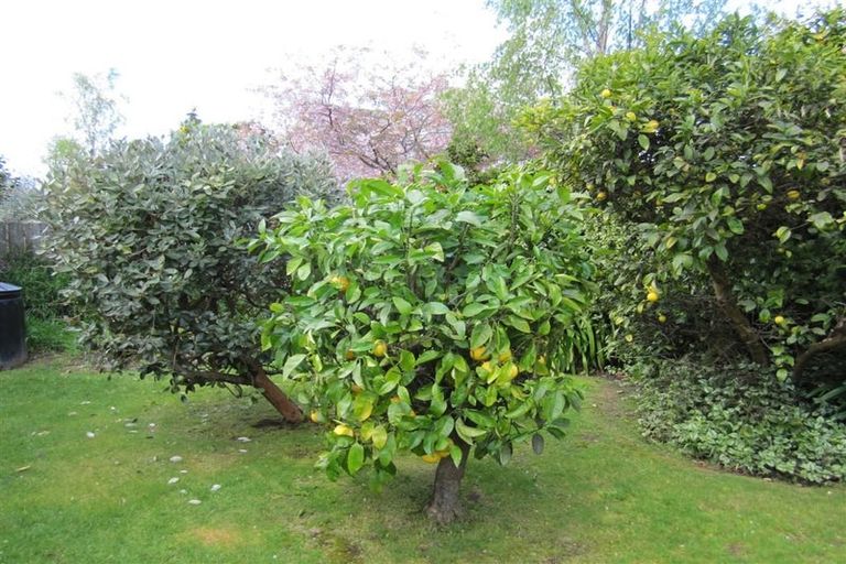 Photo of property in 38 Elmira Avenue, Hokowhitu, Palmerston North, 4410