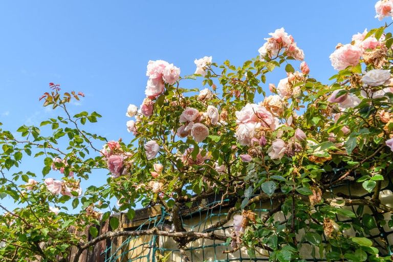 Photo of property in 39 Mueller Street, Waihi, 3610