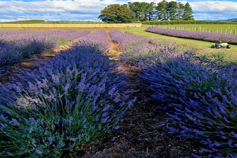 Photo of property in 169 Brotherhood Road, Kihikihi, Te Awamutu, 3875