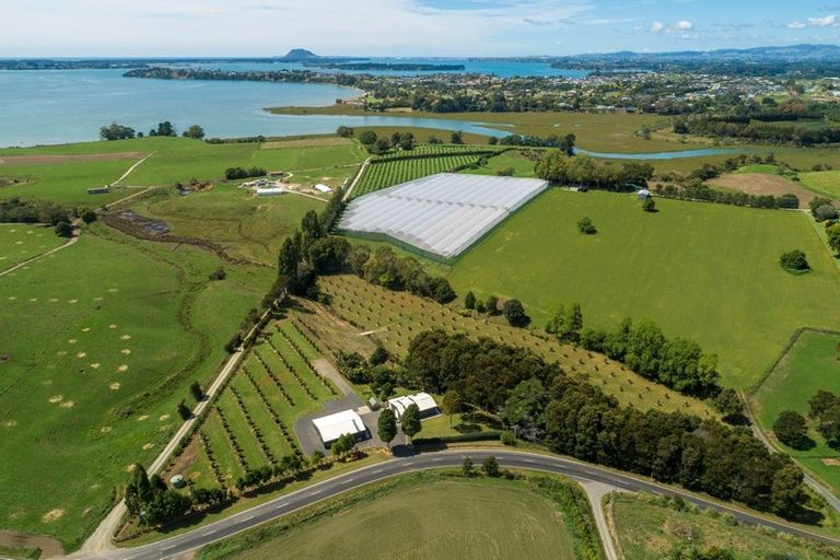 Photo of property in 196 Pahoia Road, Whakamarama, Tauranga, 3172