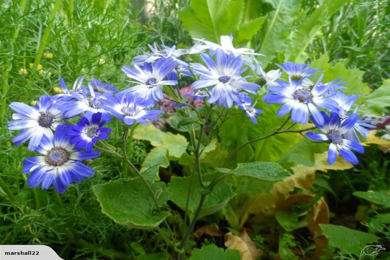 Photo of property in 5a Mangarata Avenue, Papatoetoe, Auckland, 2025