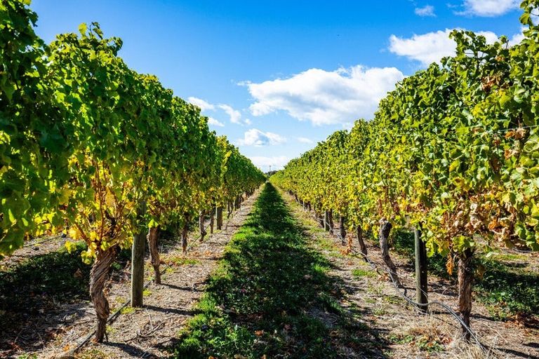 Photo of property in 5 Brook Street, Renwick, 7204