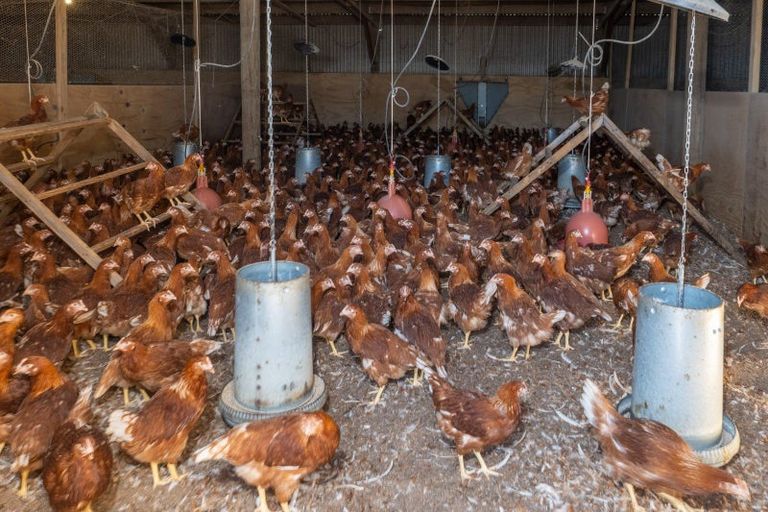 Photo of property in 596 Frasers Road, Maronan, Ashburton, 7778