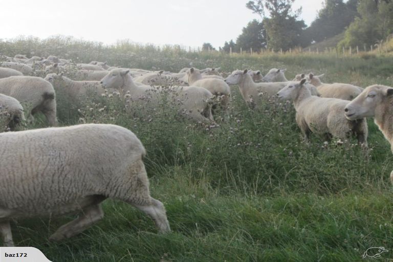 Photo of property in 54 Williamson Road, Manunui, Taumarunui, 3994