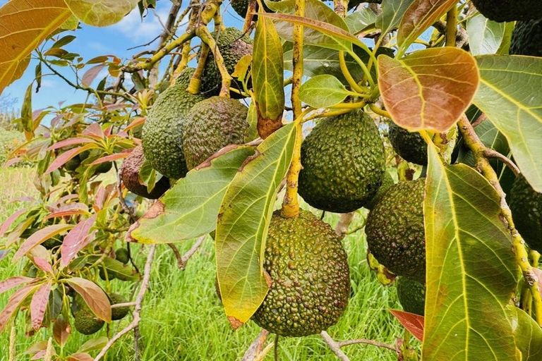 Photo of property in 22 Houhora Heads Road, Pukenui, 0484