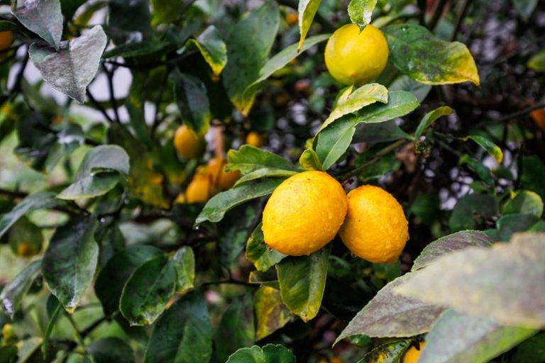 Photo of property in 18 Snowdon Avenue, Terrace End, Palmerston North, 4410