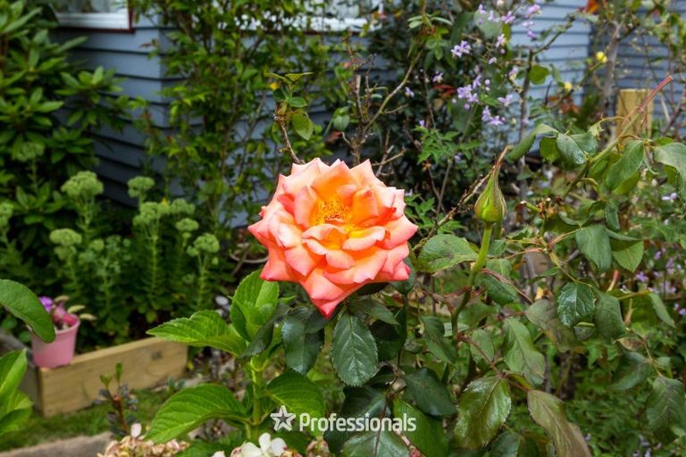 Photo of property in 18 Seddon Street, Wallaceville, Upper Hutt, 5018