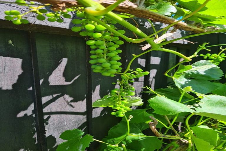 Photo of property in 15 Ormandy Court, Amberley, 7410