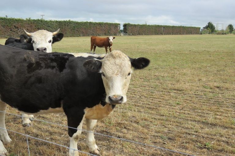 Photo of property in 18 Thews Road, Tinwald, Ashburton, 7778