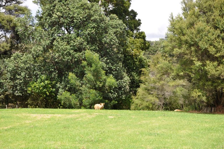 Photo of property in 163 Pukapuka Road, Pohuehue, Warkworth, 0983