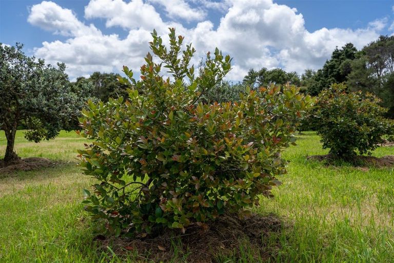 Photo of property in 42 Piwakawaka Rise, Karetu, 0283