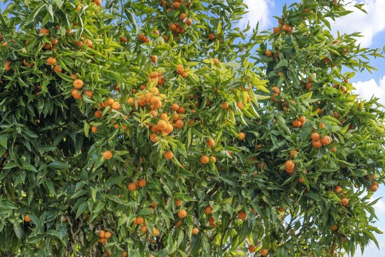 Photo of property in 67 Radiata Street, Fairview Downs, Hamilton, 3214